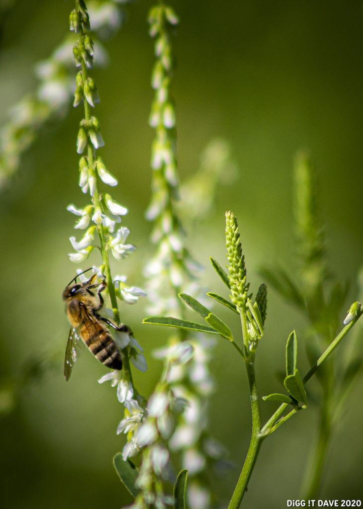 A small bee takes a drink from small white flowers.